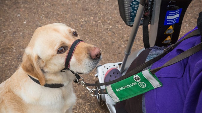 Assistance dog